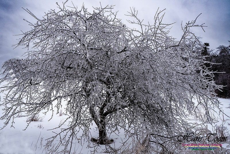 Ice Storm 2022 113