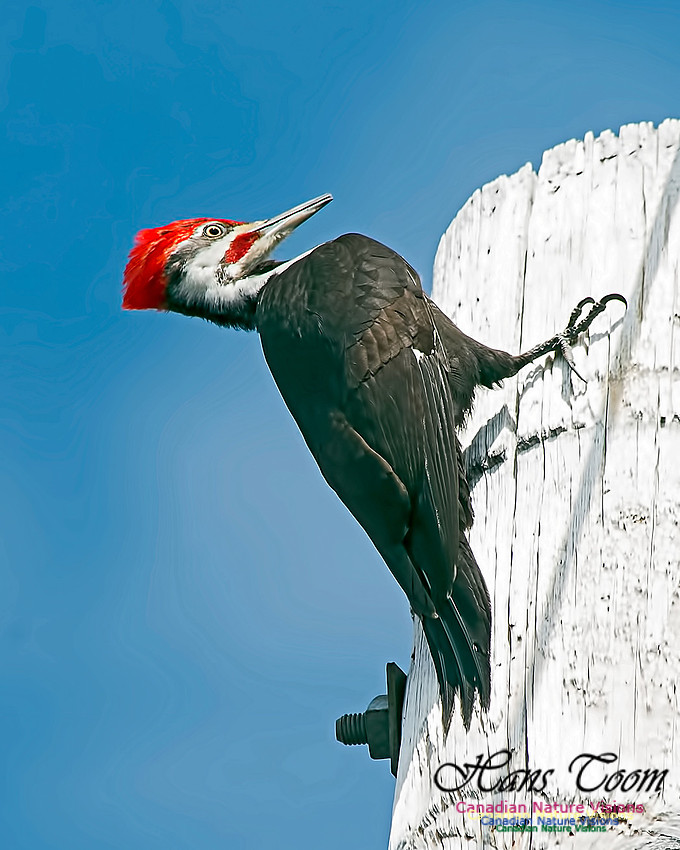 Pileated Woodpecker 1