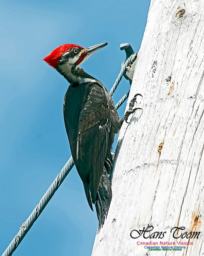 Pileated Woodpecker 2