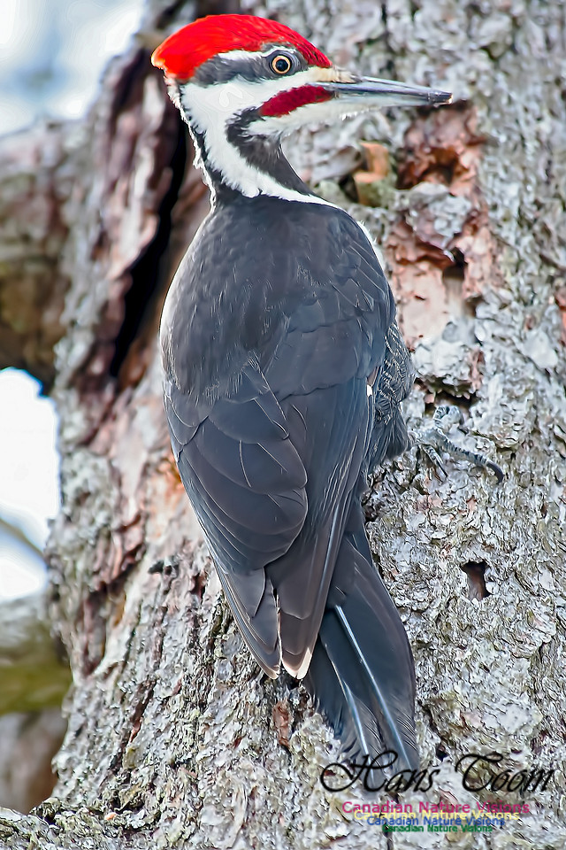 Pileated Woodpecker 3