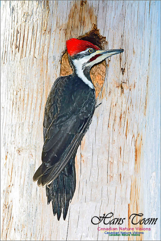Pileated Woodpecker 4