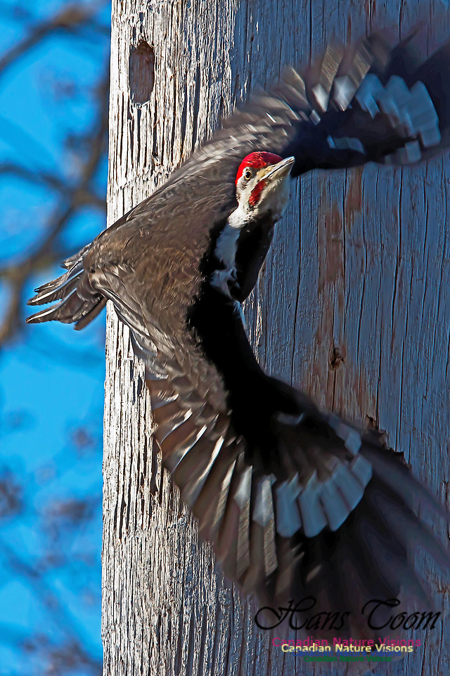 Pileated Woodpecker 5