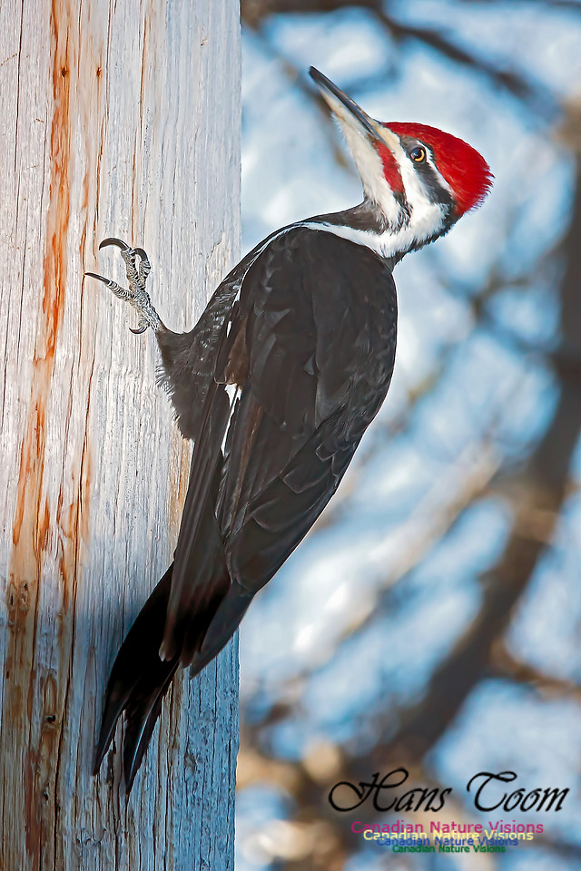 Pileated Woodpecker 6