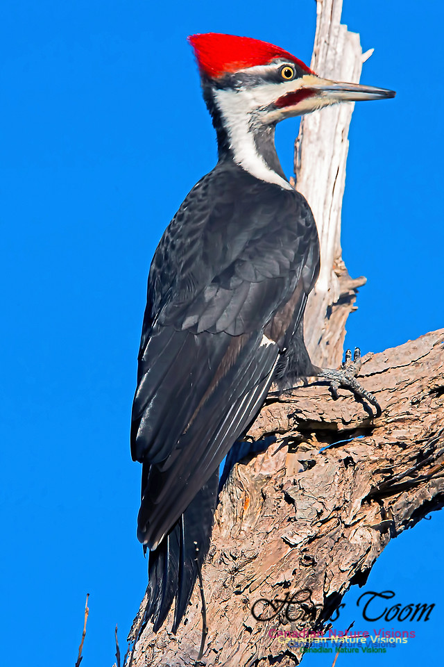 Pileated Woodpecker 7