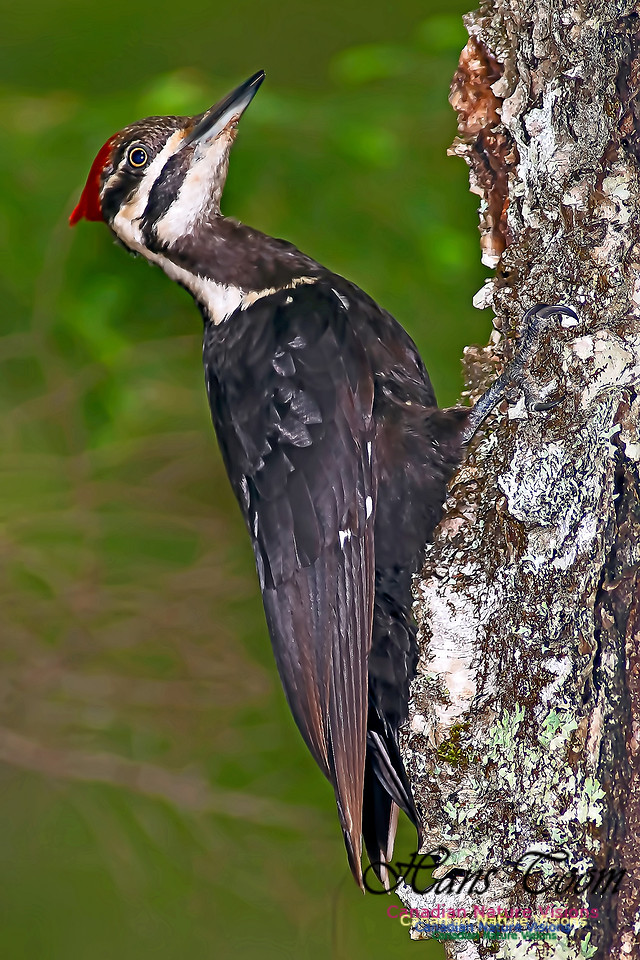Pileated Woodpecker 8