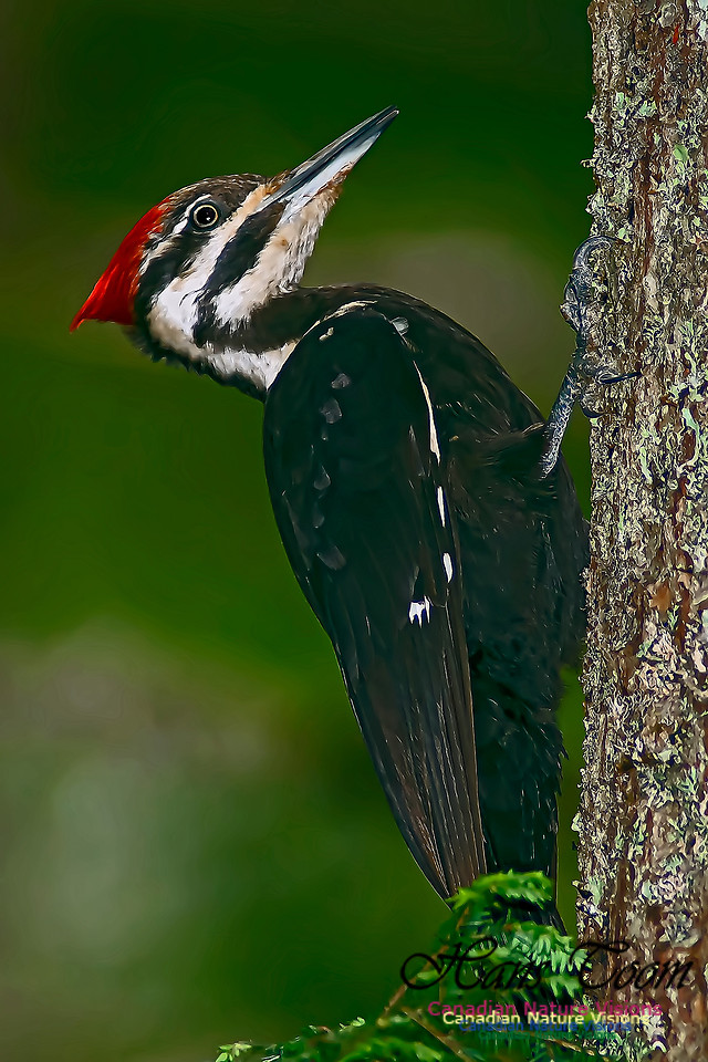 Pileated Woodpecker 9