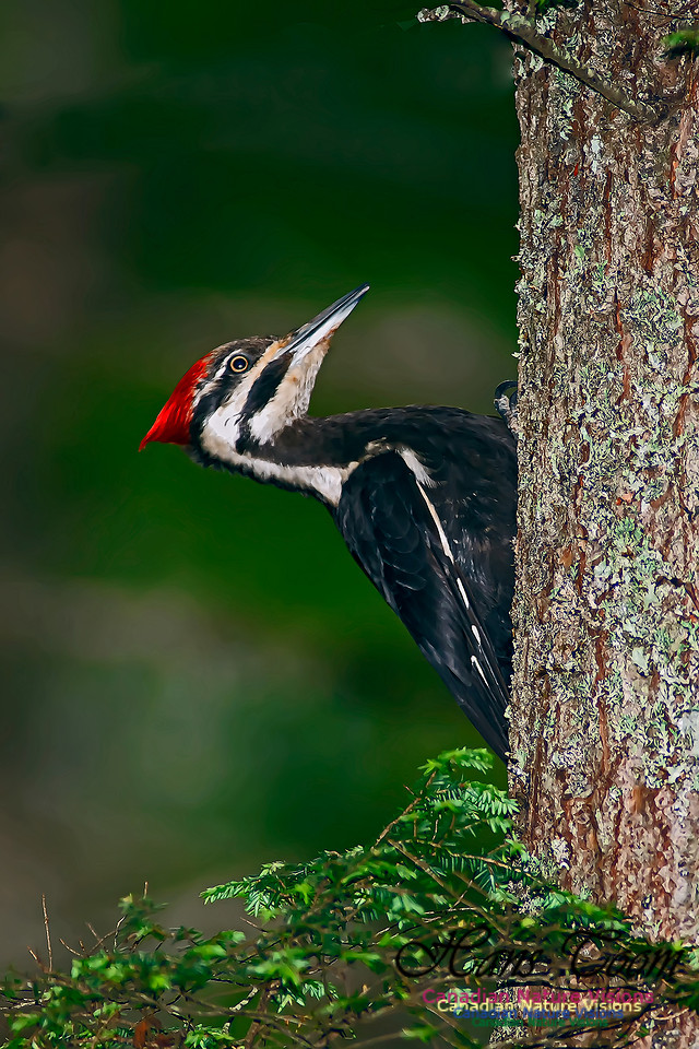Pileated Woodpecker 10