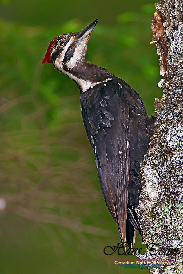 Pileated Woodpecker 11