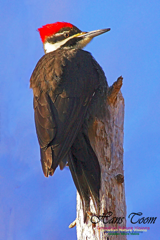 Pileated Woodpecker 12
