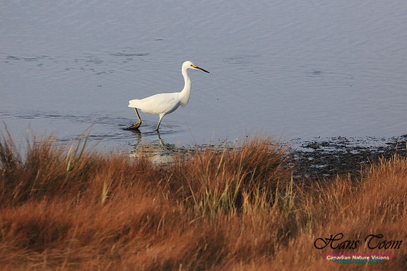 Snowy Egret 1006