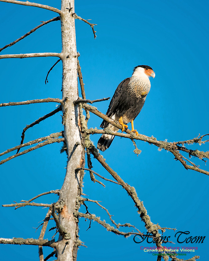 Crested Caracara 3