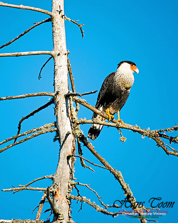 Crested Caracara 5