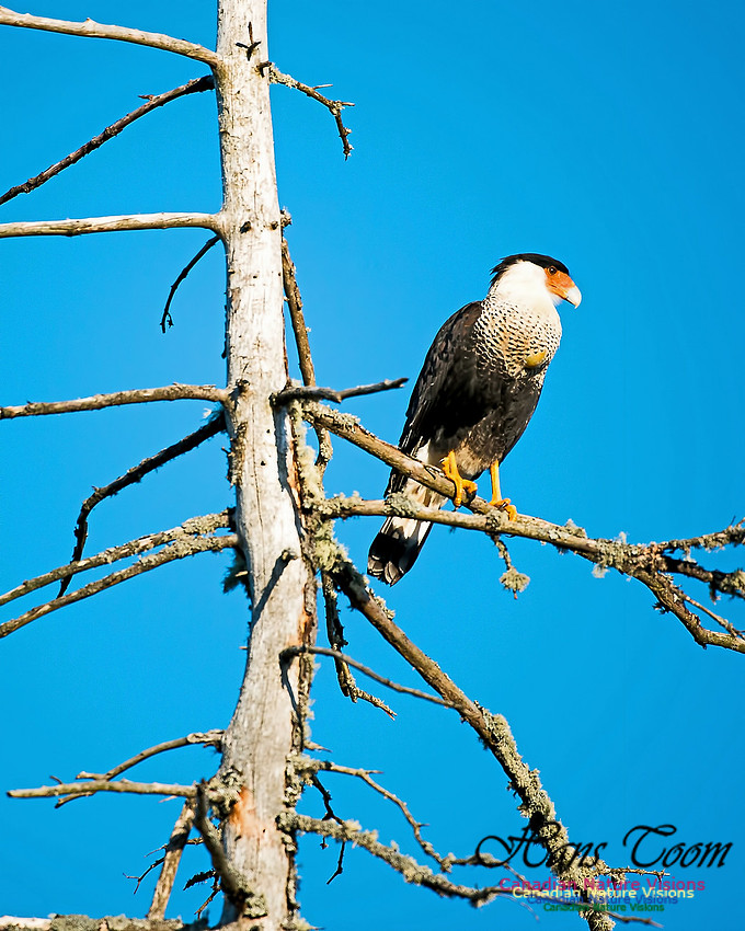 Crested Caracara 5