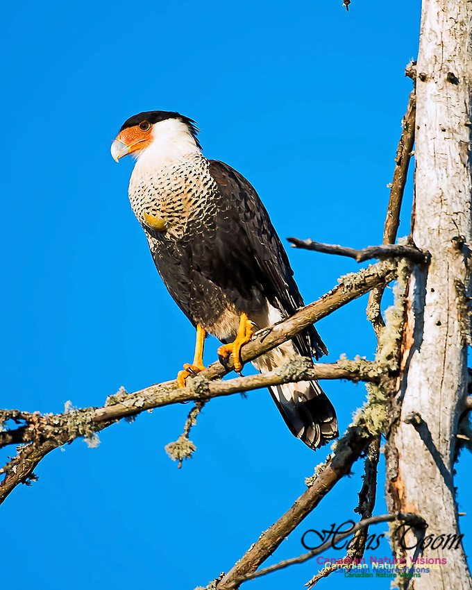 Crested Caracara 6