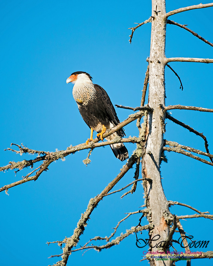 Crested Caracara 4