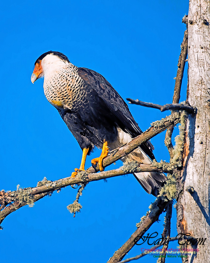 Crested Caracara 7