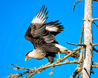 Crested Caracara