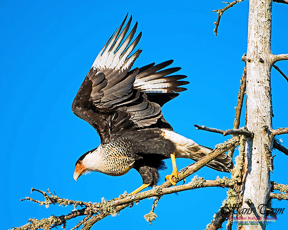 Crested Caracara 8