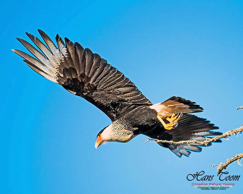 Crested Caracara 9