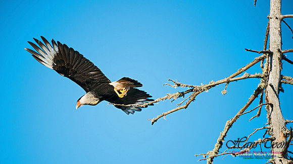 Crested Caracara 1