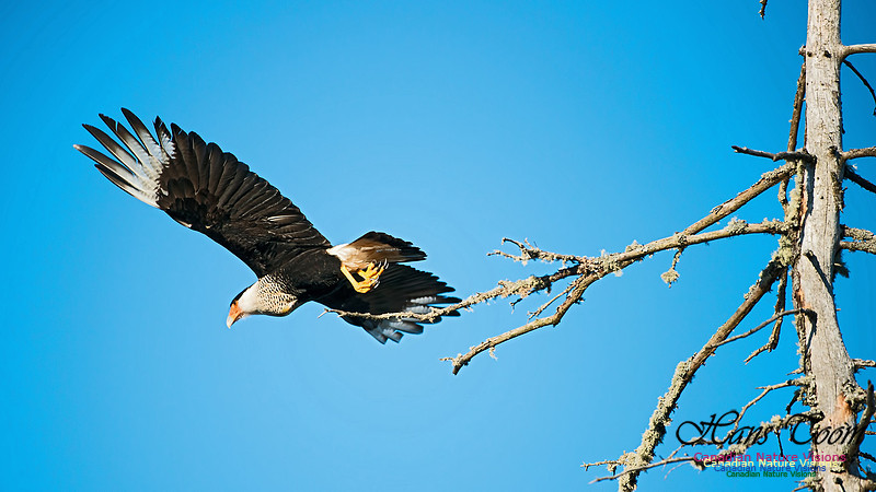 Crested Caracara 1
