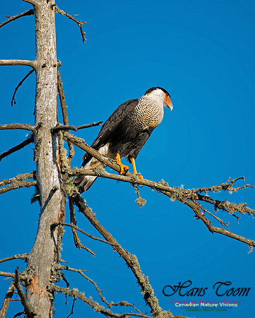 Crested Caracara 2
