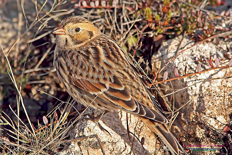 Lapland Longspur 4