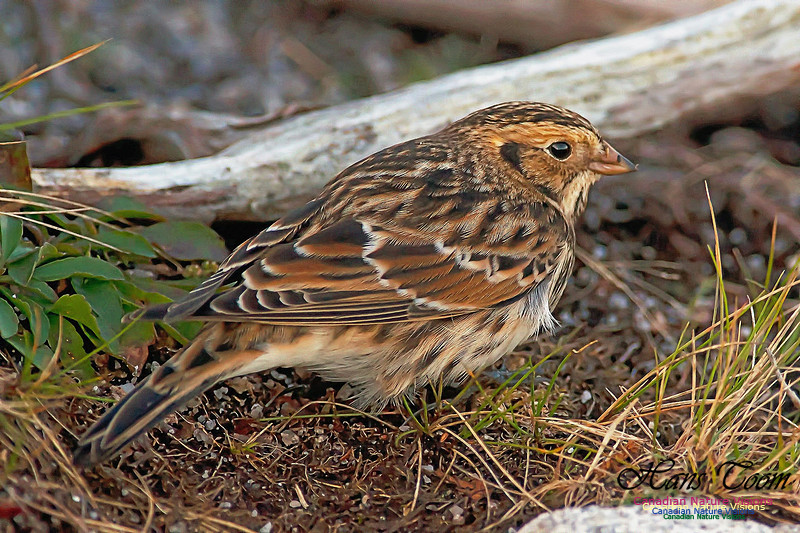 Lapland Longspur 5
