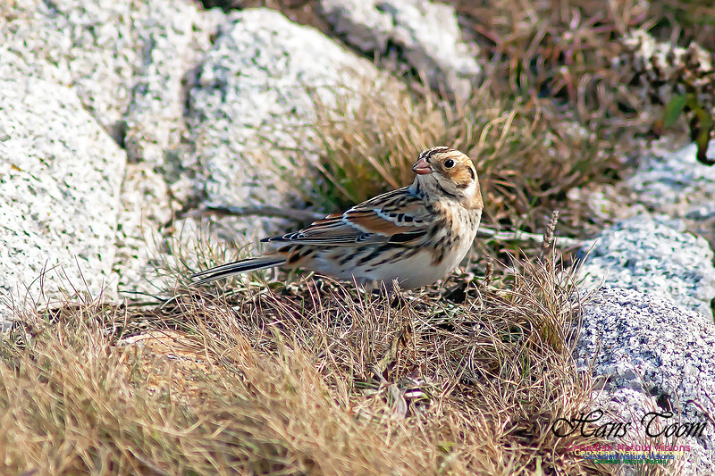 Lapland Longspur 6