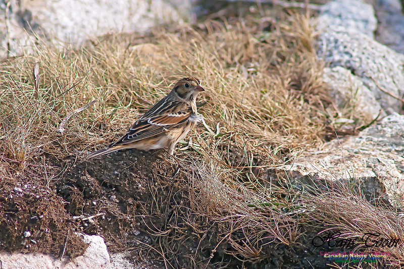 Lapland Longspur 7