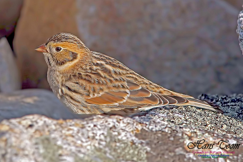 Lapland Longspur 3