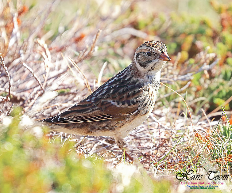 Lapland Longspur 8