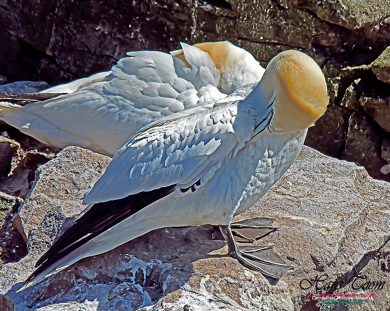 Northern Gannet 143