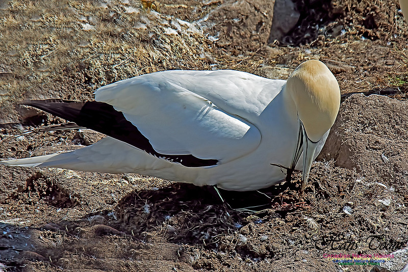 Northern Gannet 142