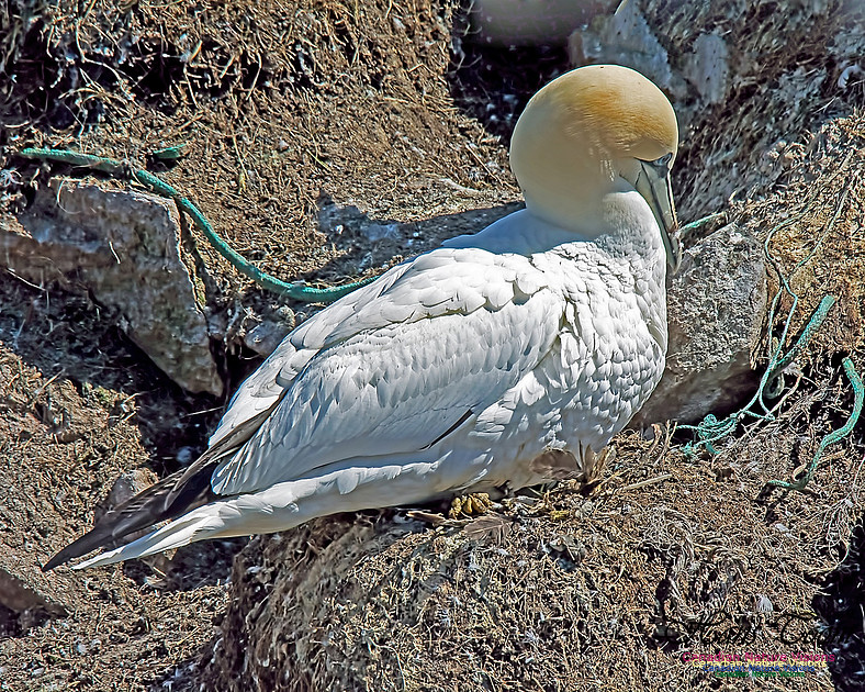 Northern Gannet 144