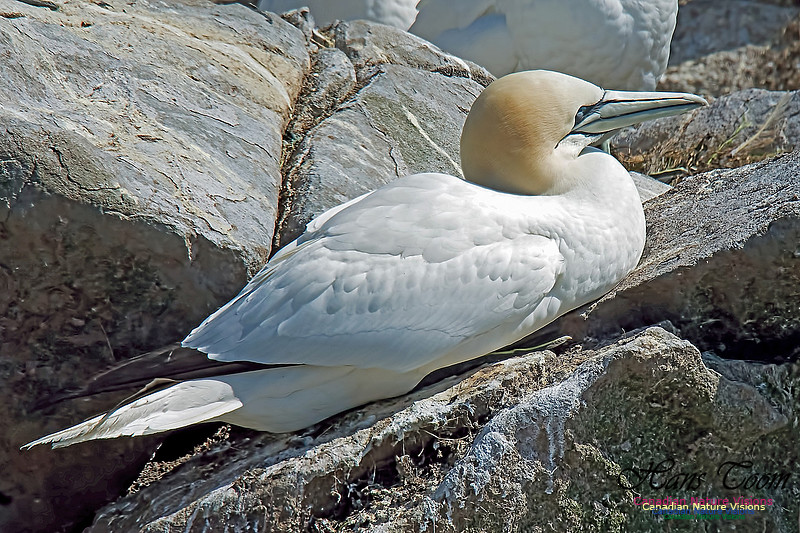 Northern Gannet 145