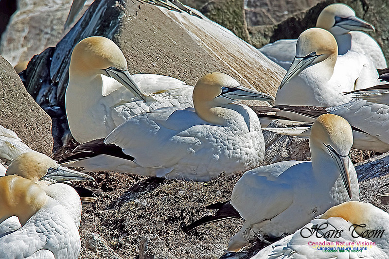 Northern Gannet 146