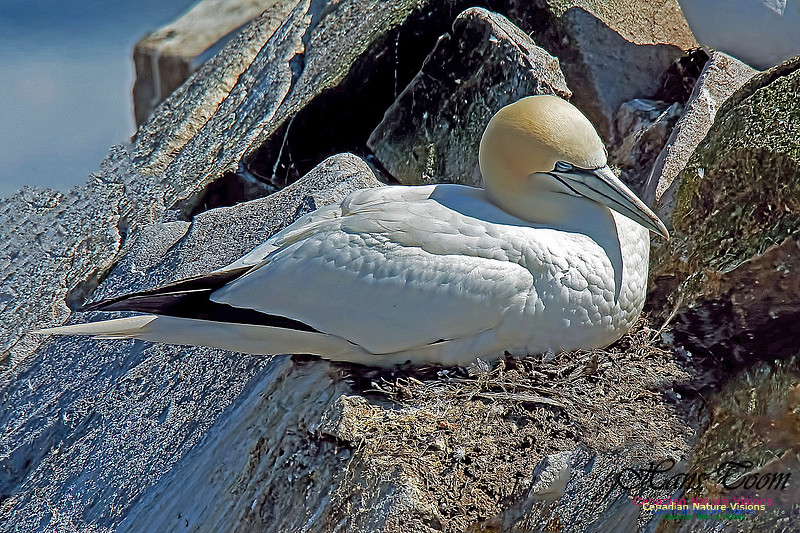 Northern Gannet 147