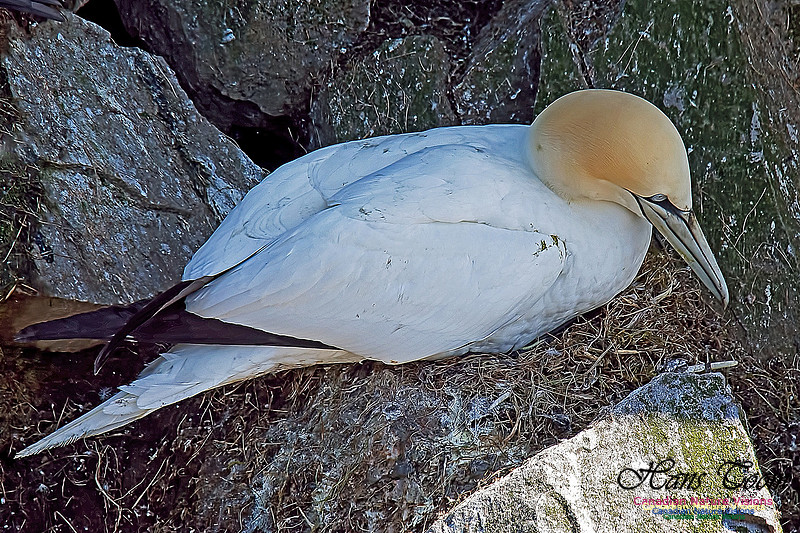 Northern Gannet 148