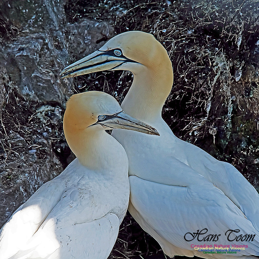 Northern Gannet 149