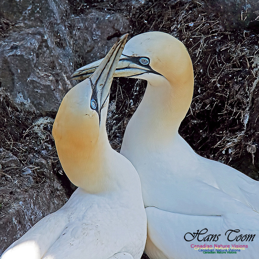 Northern Gannet 150