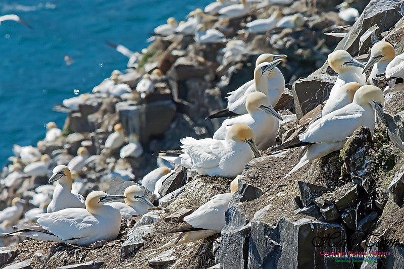 Northern Gannet 100