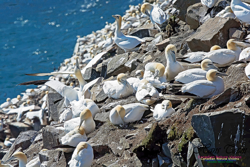 Northern Gannet 101
