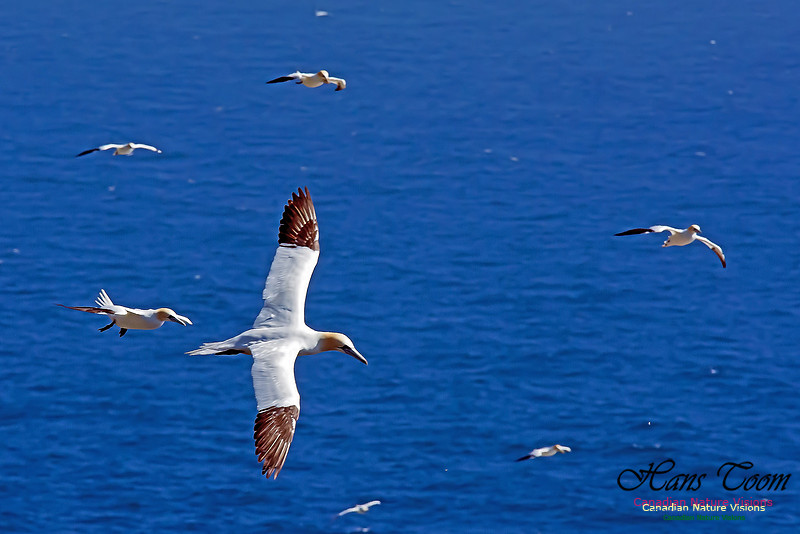 Northern Gannet 102