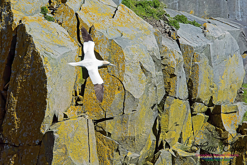 Northern Gannet 103