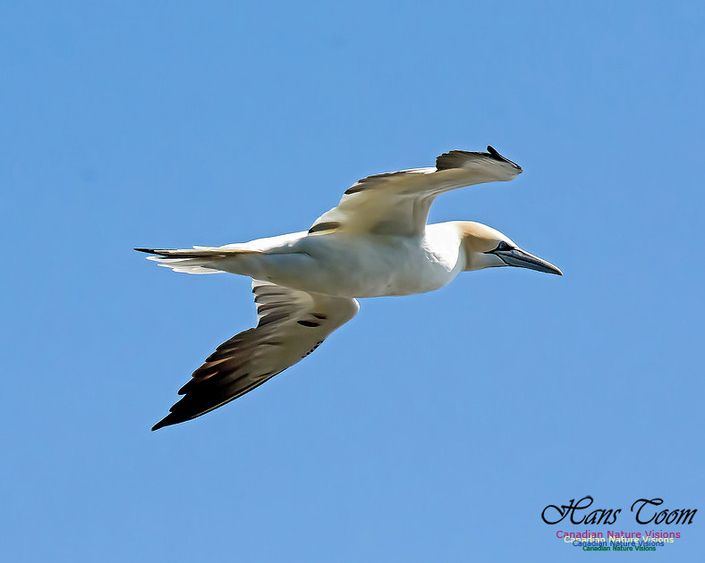 Northern Gannet 104