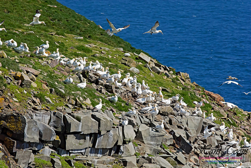 Northern Gannet 105