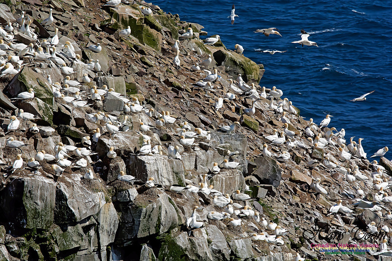 Northern Gannet 106