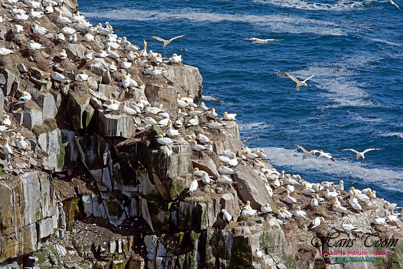 Northern Gannet 107