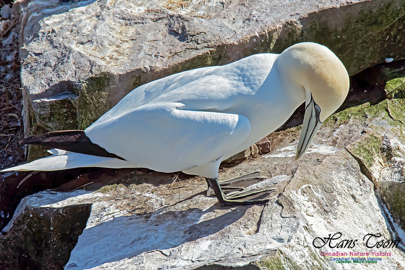 Northern Gannet 108